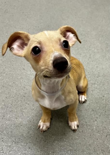 Twiggy - Chihuahua
