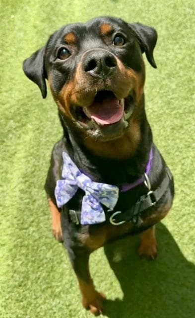 Lottie - Rottweiler
