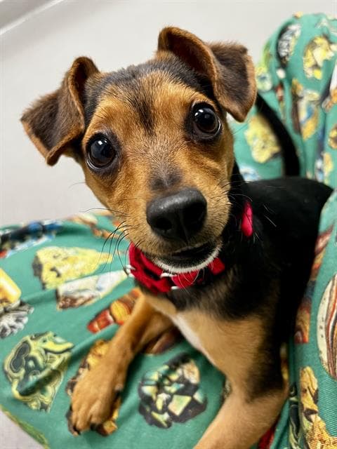 Barnacle - Chihuahua
