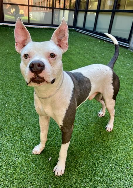 Petey - Pit Bull Terrier