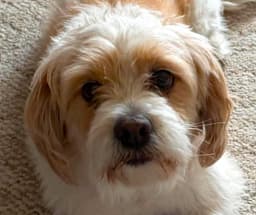 Sammy image 1