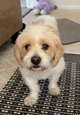 Sammy image 2