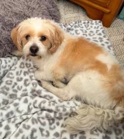 Sammy image 3