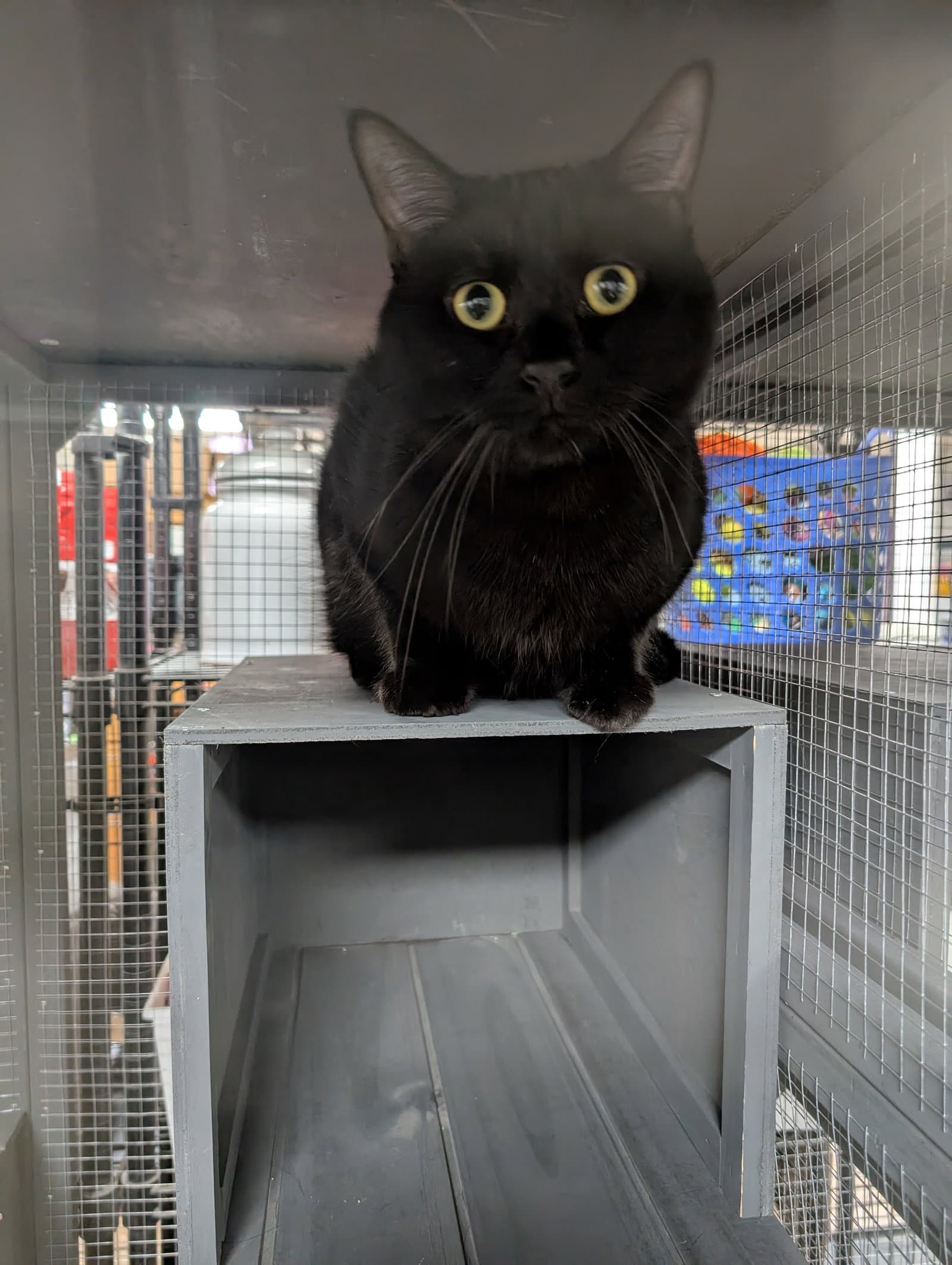 Black Panther - Domestic Short Hair