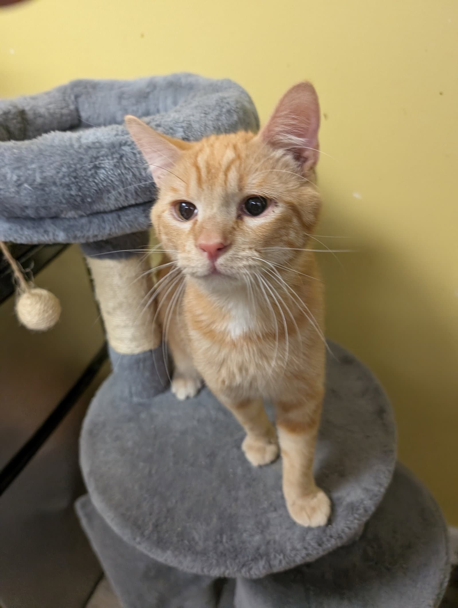 Emmett - Domestic Short Hair