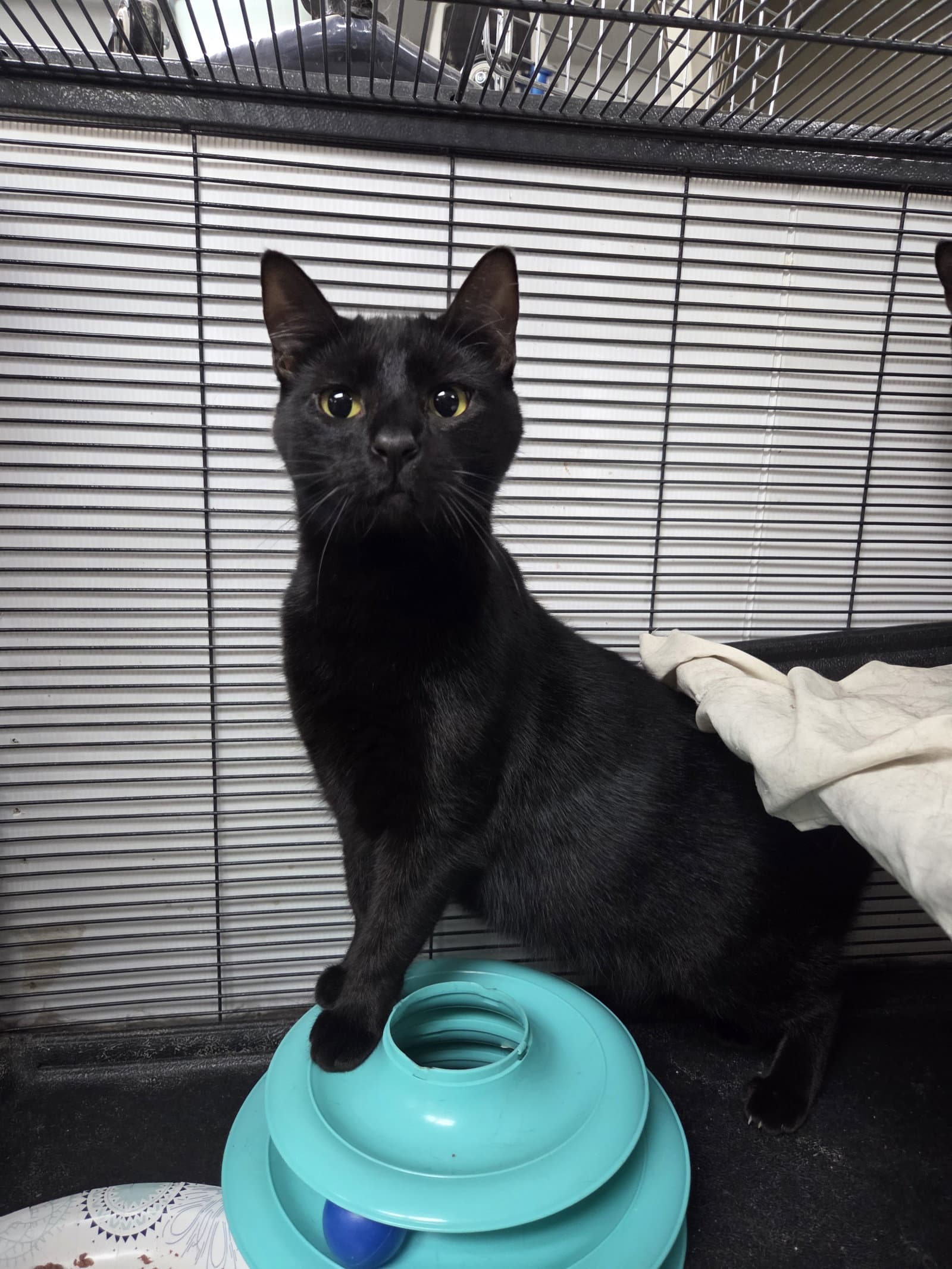 Marla - Domestic Short Hair