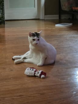 Biscotti image 1