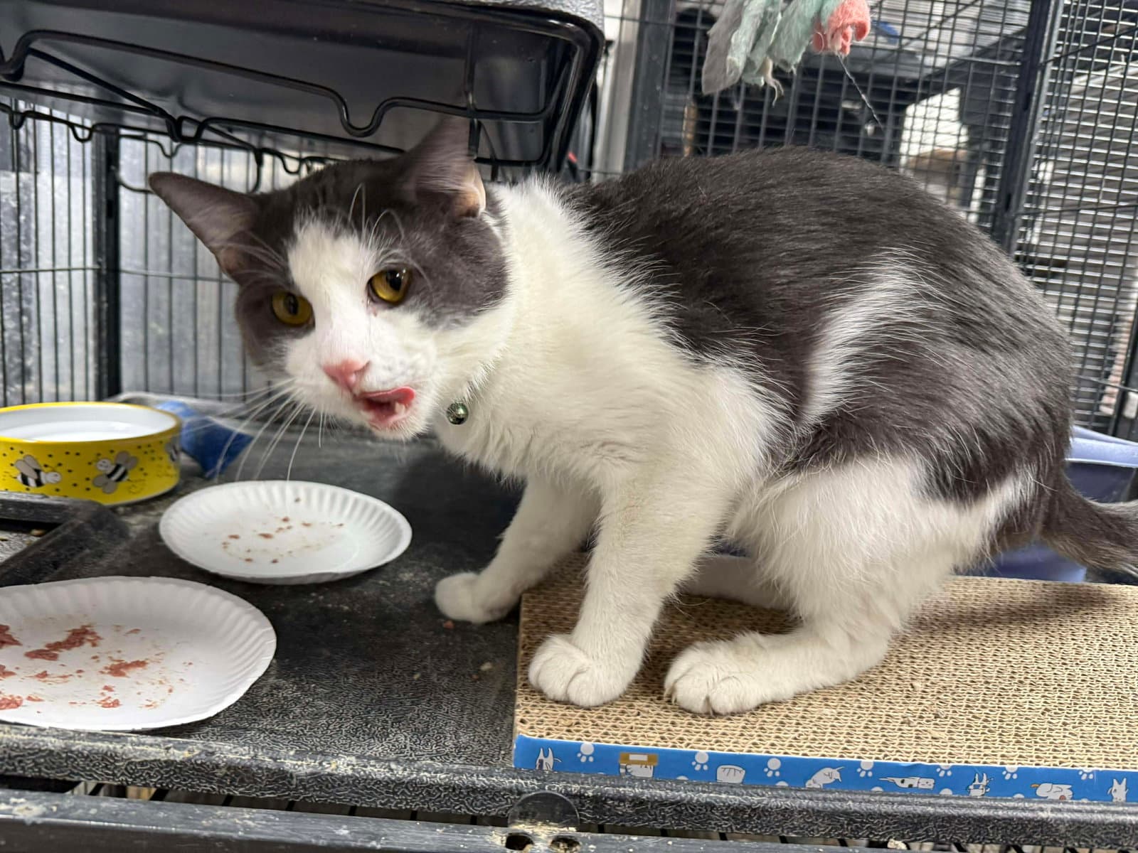 Ceasar - Domestic Short Hair