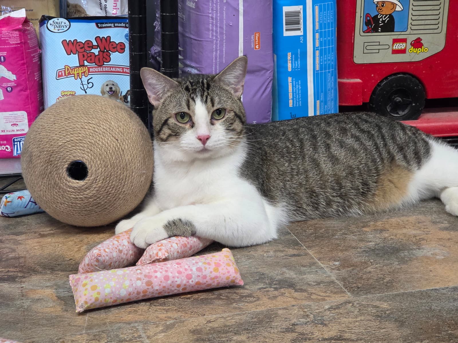 Anchovy - Domestic Short Hair