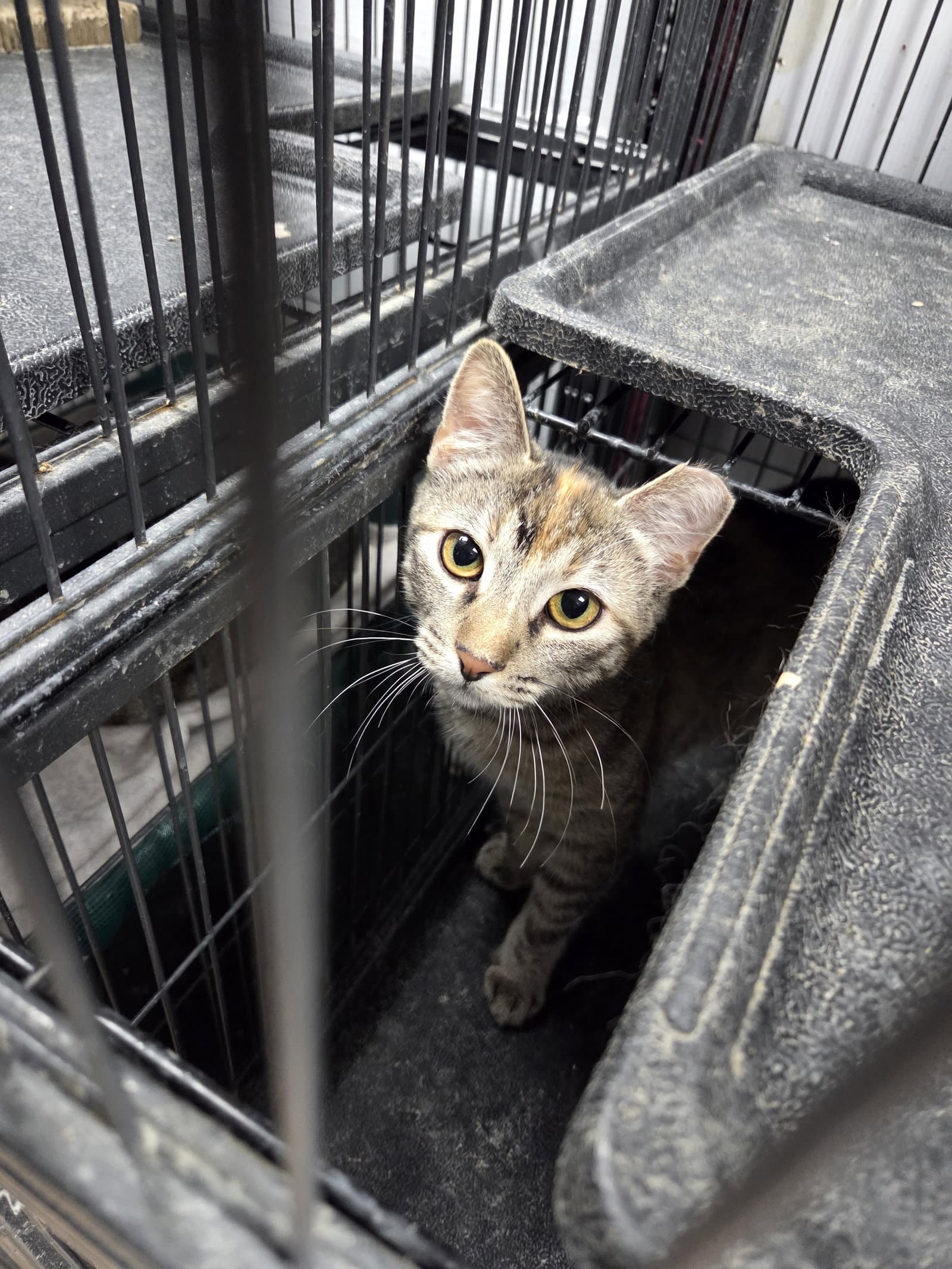 Selina - Domestic Short Hair