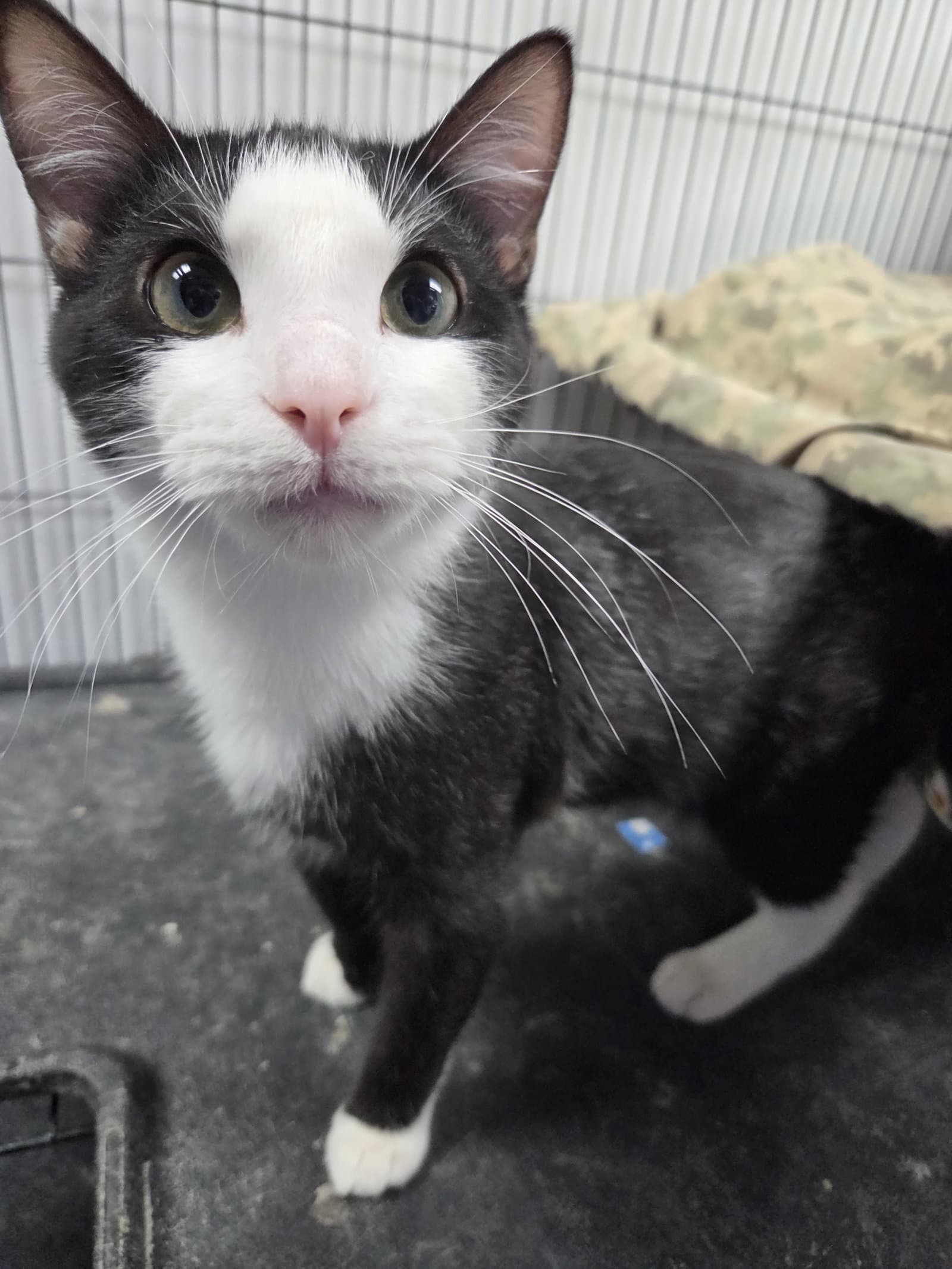 Alfred - Domestic Short Hair