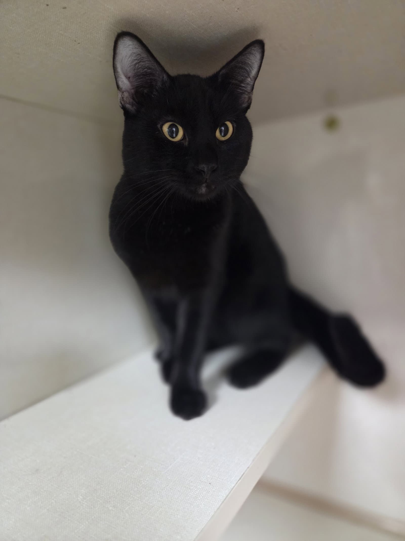 Smalls - Domestic Short Hair