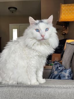 Loki image 2