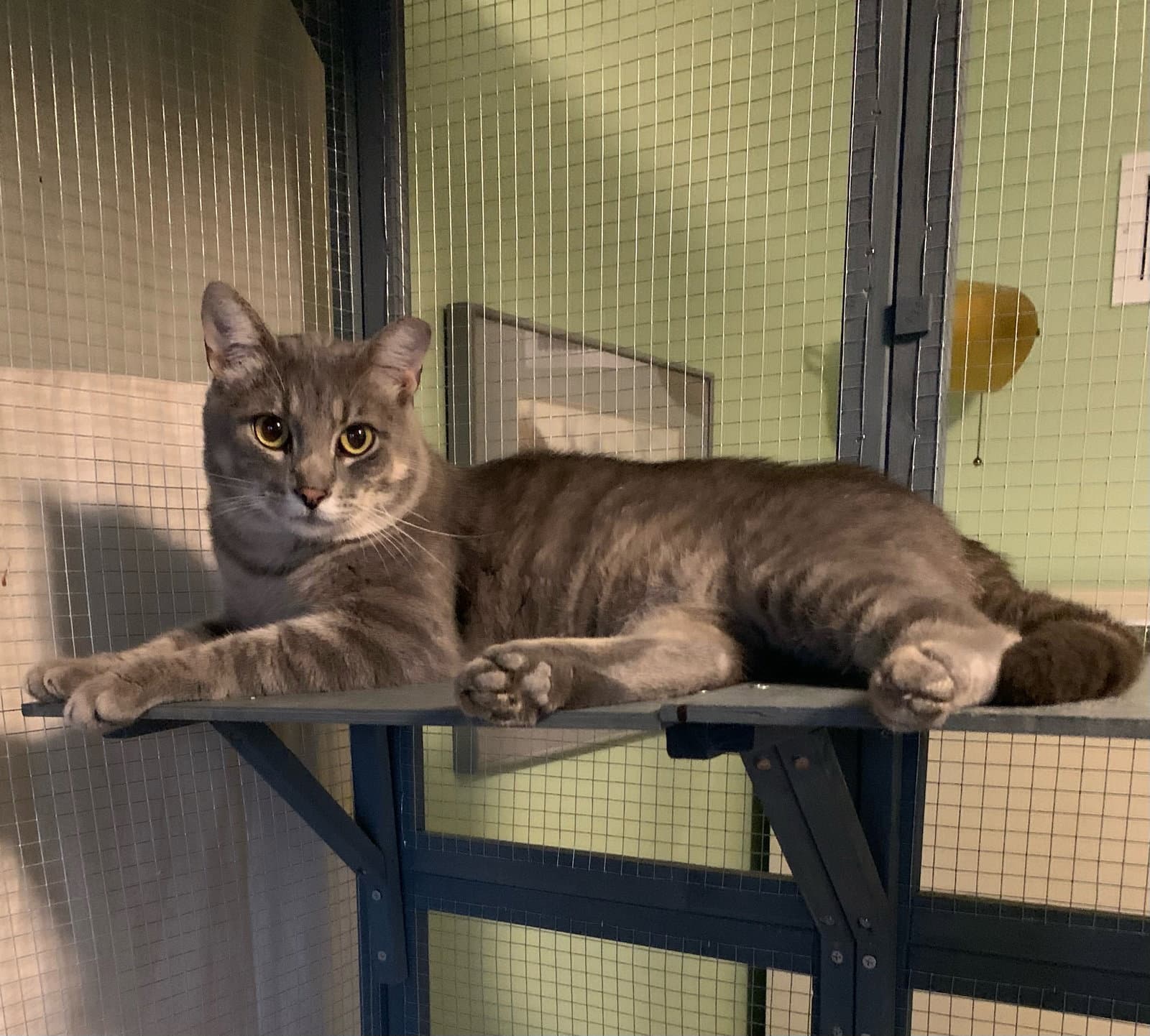 Fred - Tabby