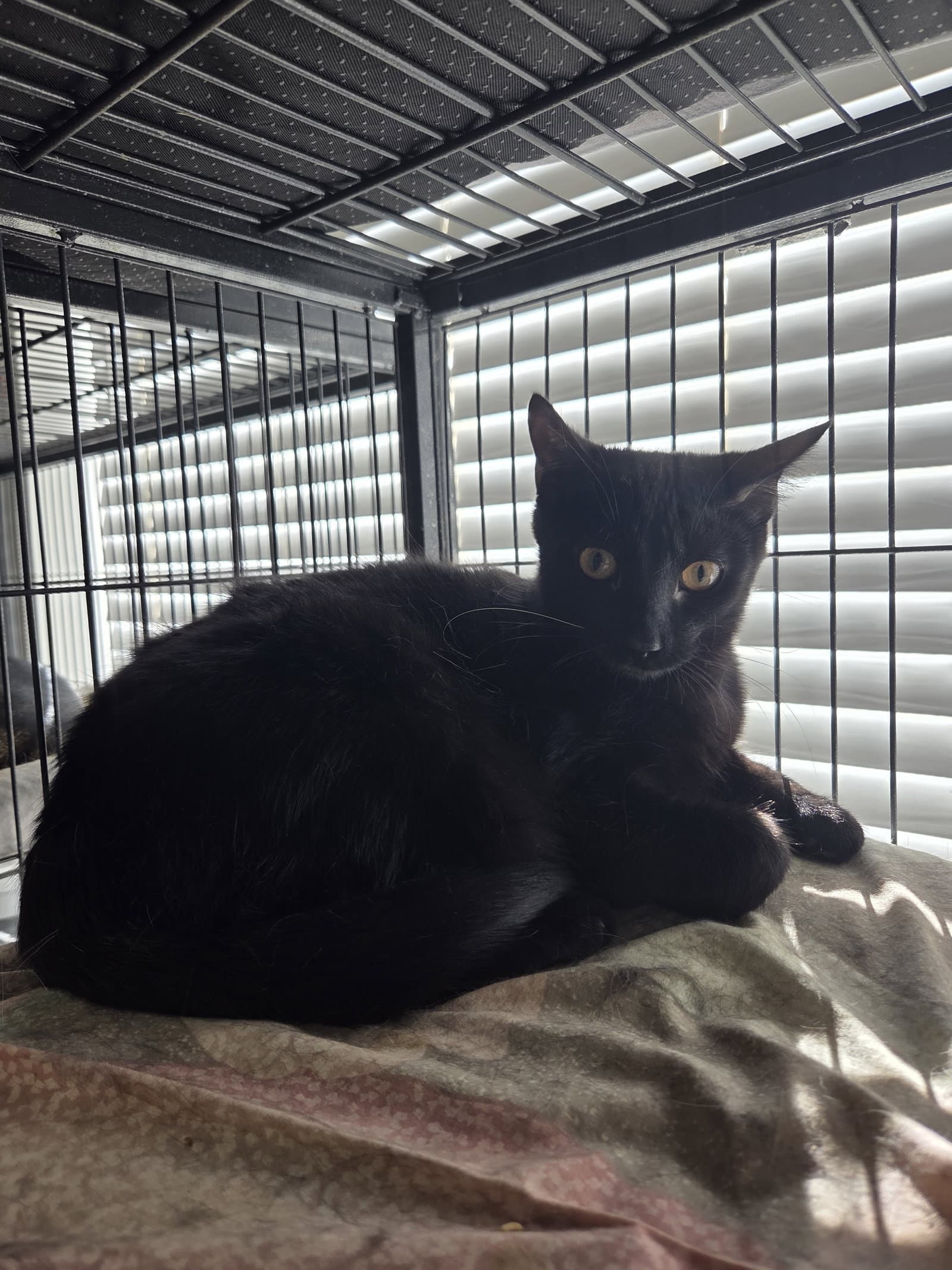 Bounce - Domestic Short Hair