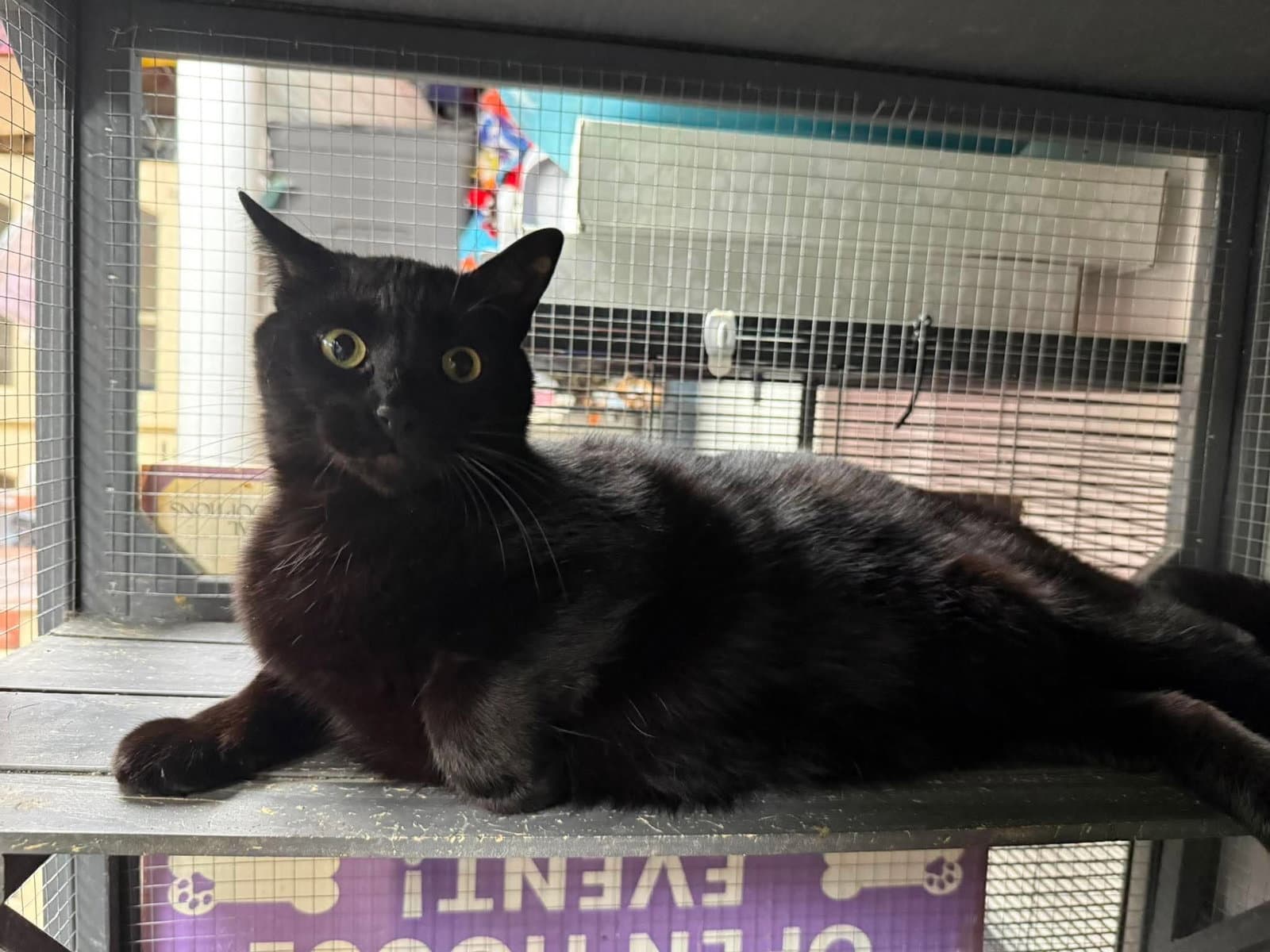 Voodoo - Domestic Short Hair