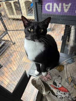 Tux image 1