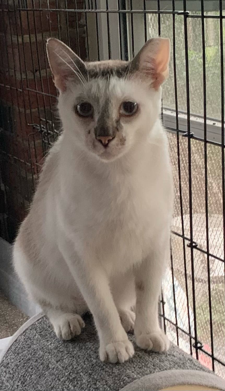 Emily - Siamese