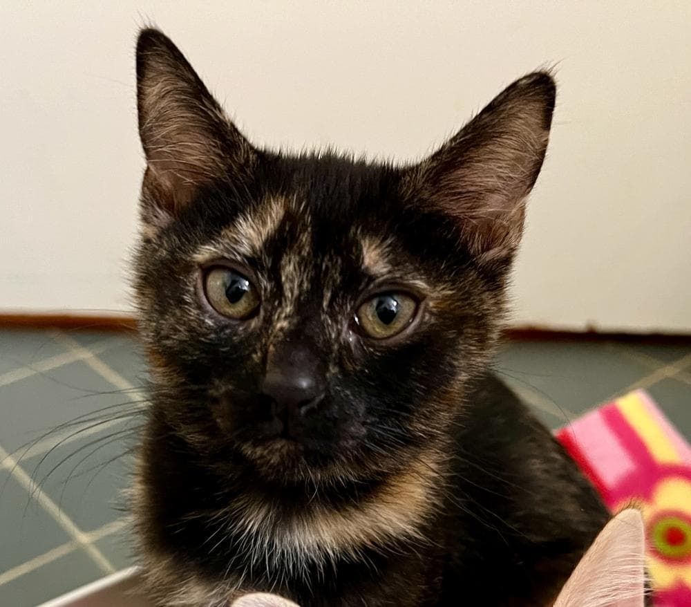Devi - Tortoiseshell