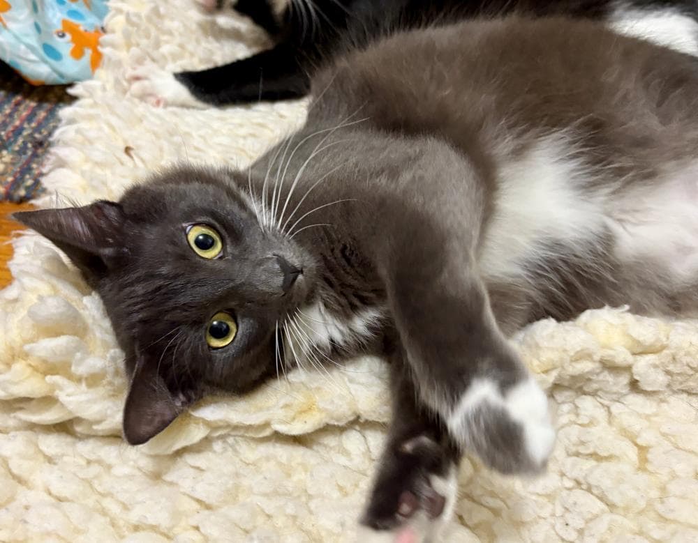 Milo - Domestic Medium Hair