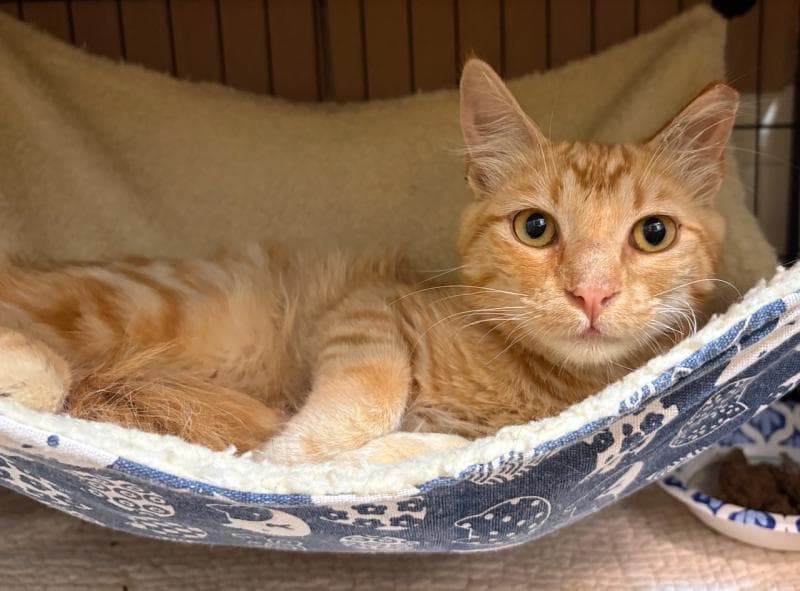 Purrseus - Domestic Medium Hair