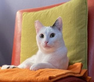 Shiloh - Domestic Short Hair