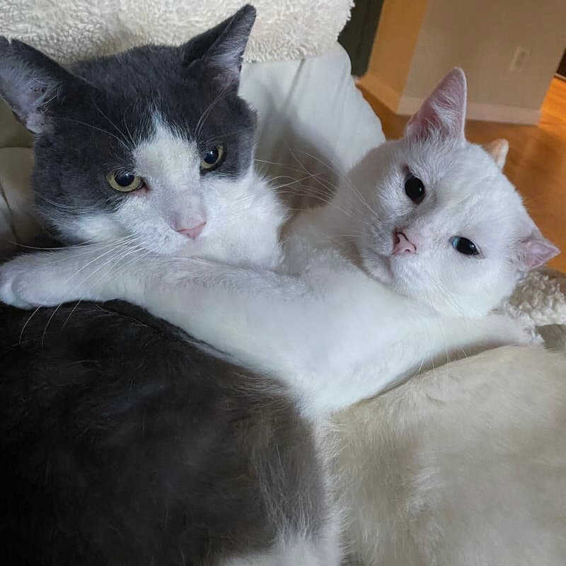 Gordito Bonded To Angelo - Domestic Short Hair