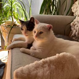 Gordito Bonded To Angelo image 2