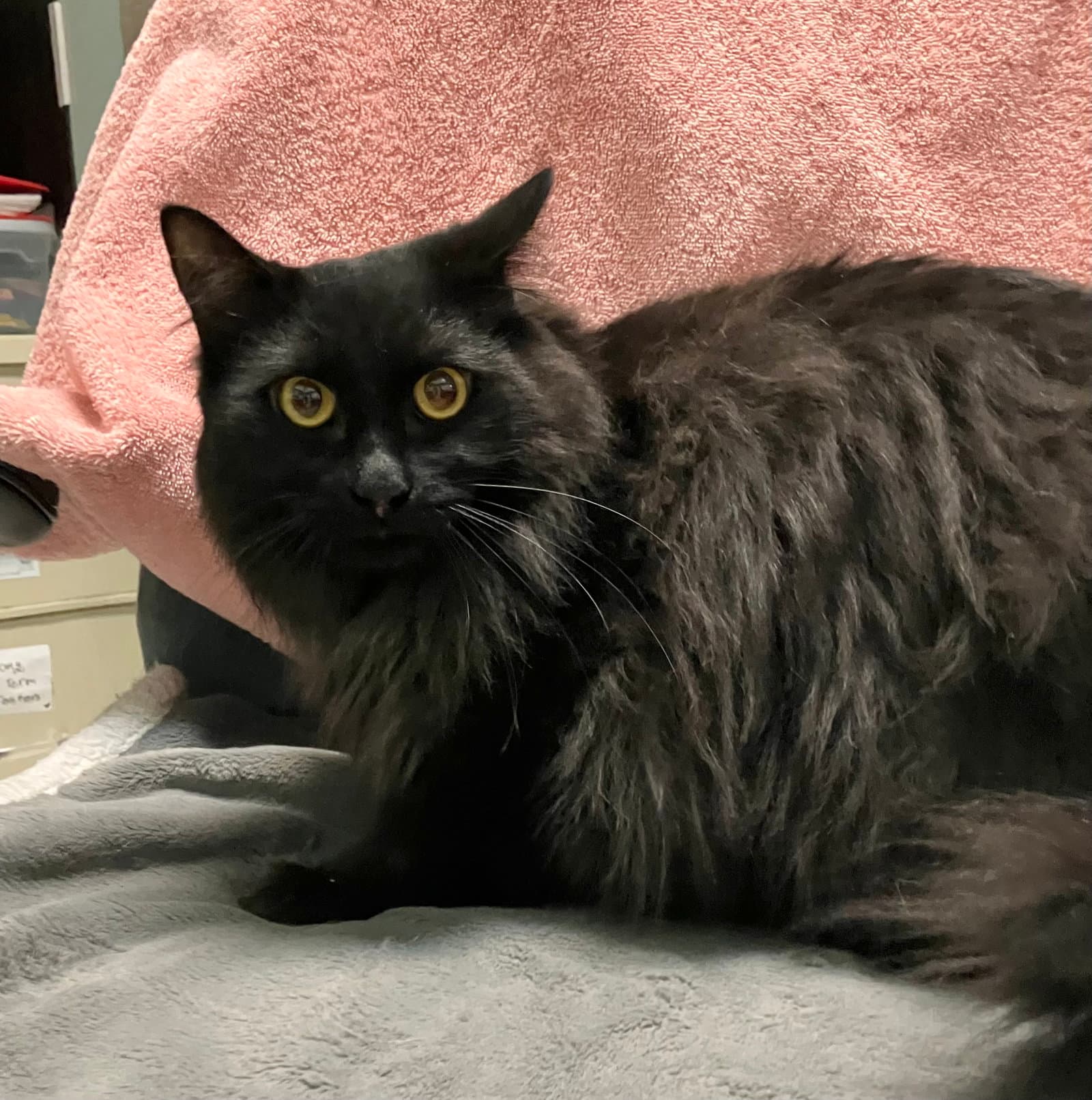 Carrie - Domestic Long Hair