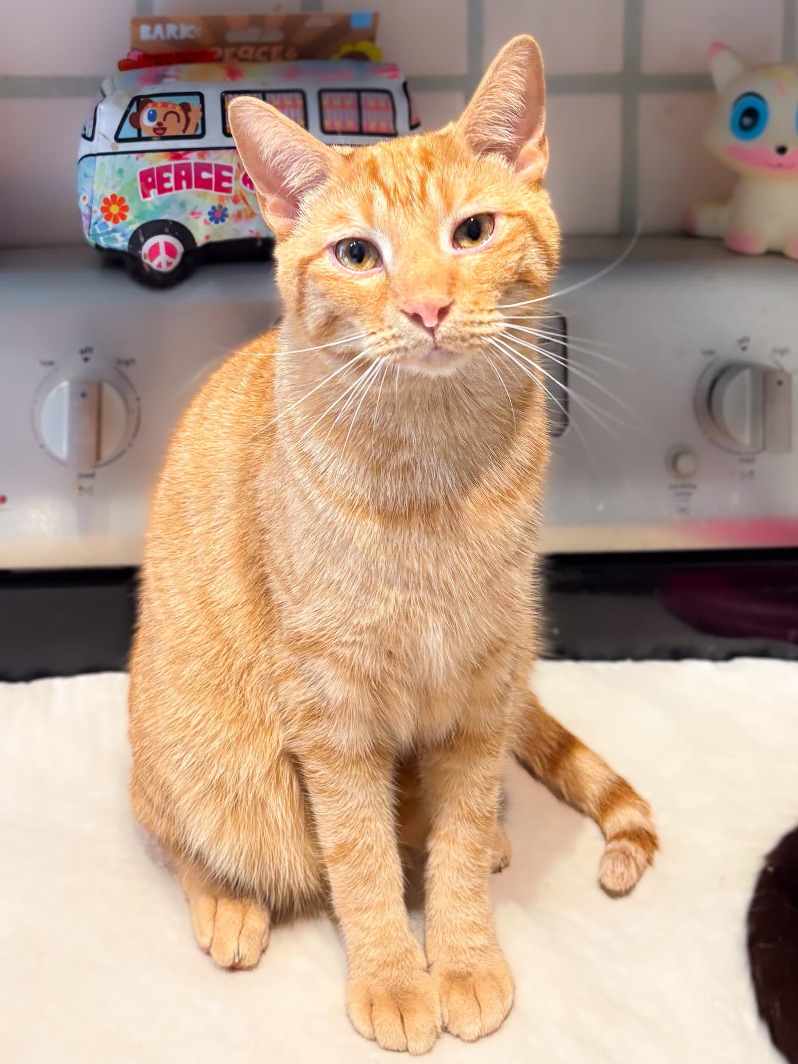 Mr Peabody - Tabby