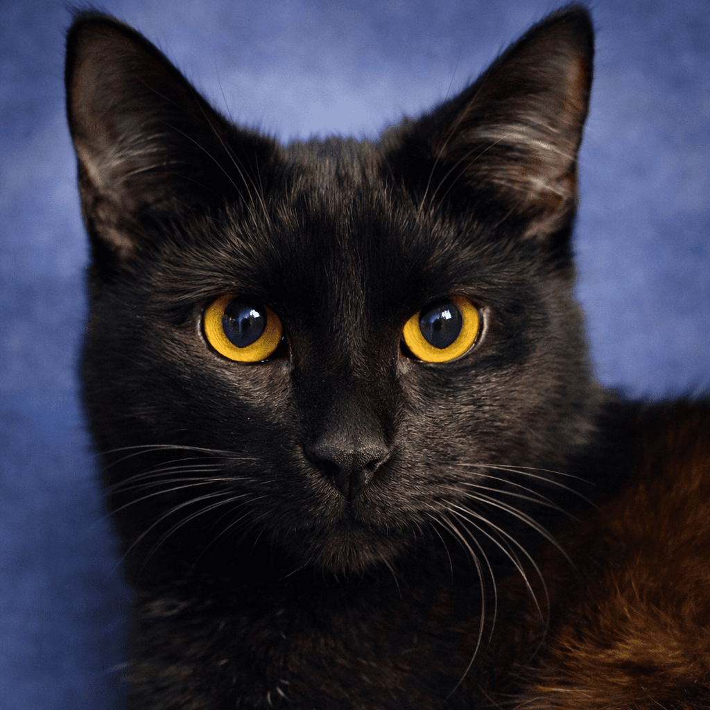 Mizzle - Domestic Short Hair