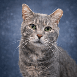 Wilbur image 1