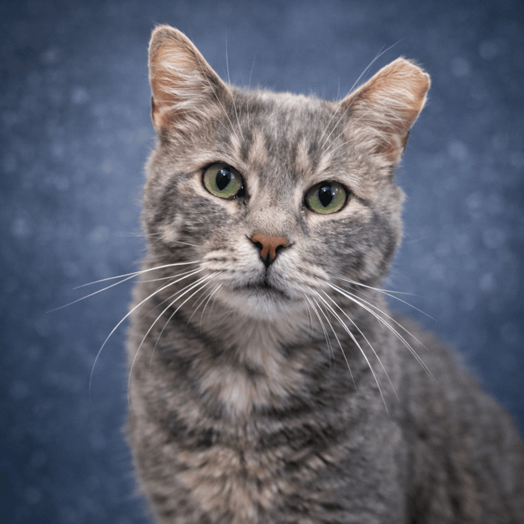 Wilbur - Domestic Short Hair