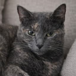 Annabella image 1