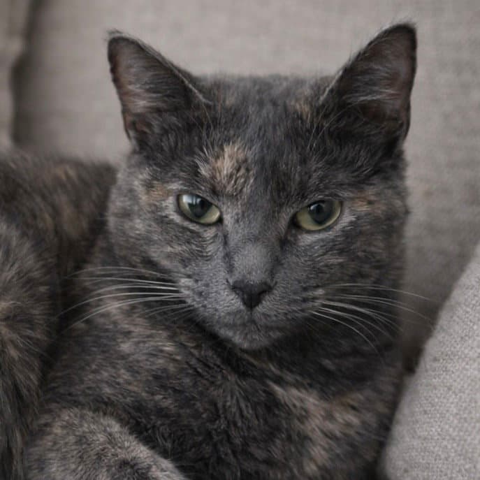 Annabella - Dilute Tortoiseshell