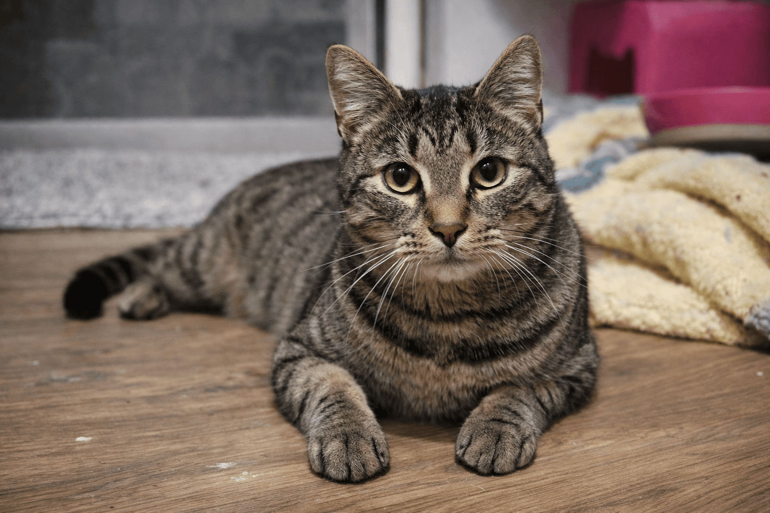 Zeus - Tabby