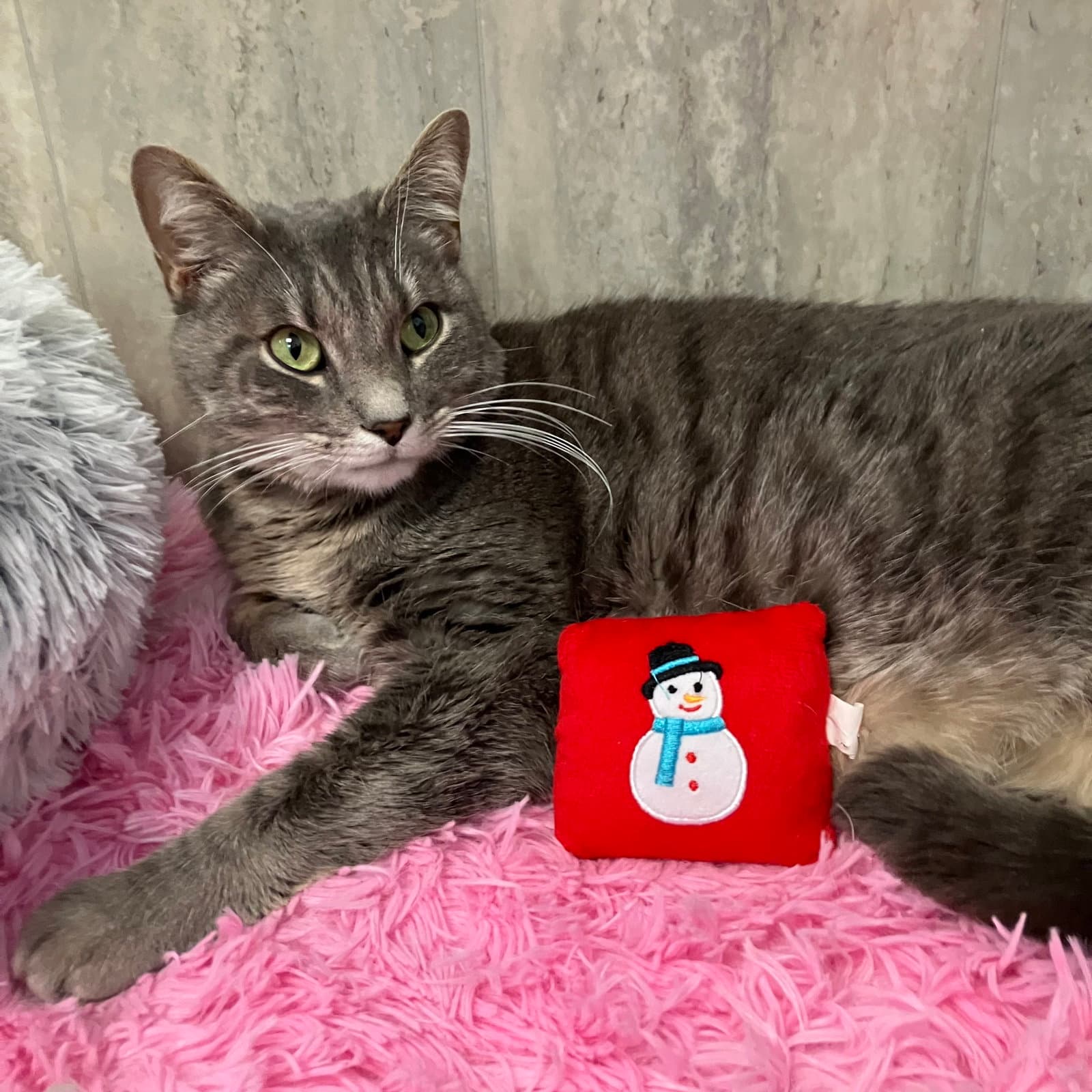 Fonzi - Tabby