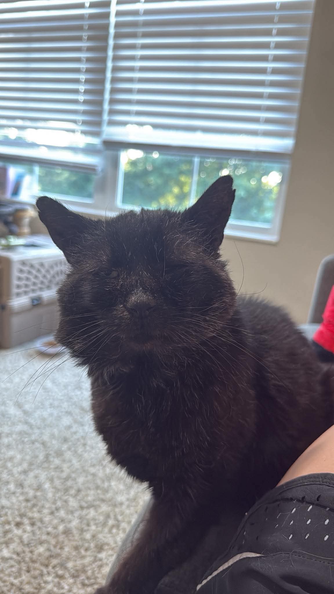 -Ball - Domestic Short Hair