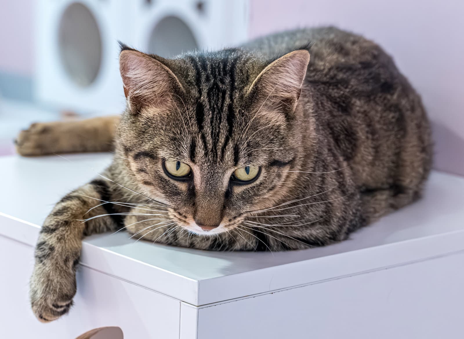 Kirby - Kbc - Tabby