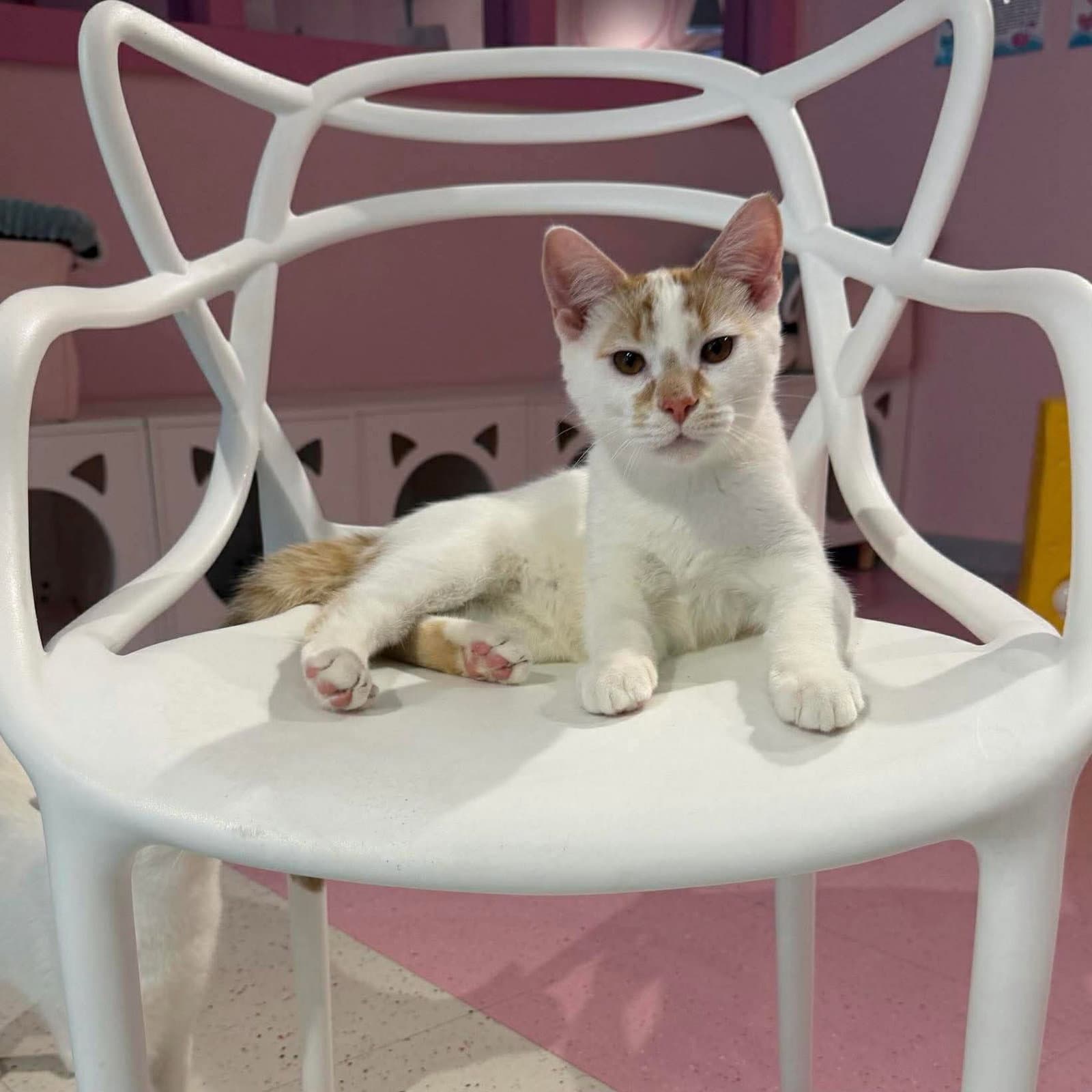 Abbott Bonded To Costello - Kbc - Domestic Short Hair