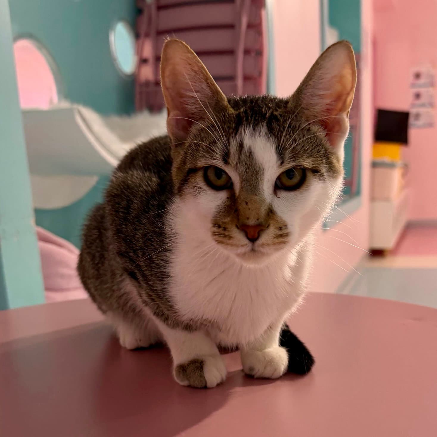 Costello Bonded To Abbott - Kbc - Domestic Long Hair