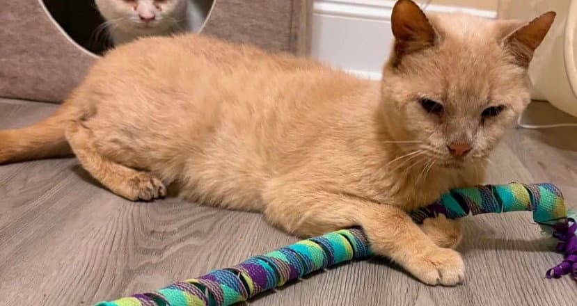 Horace - Domestic Short Hair