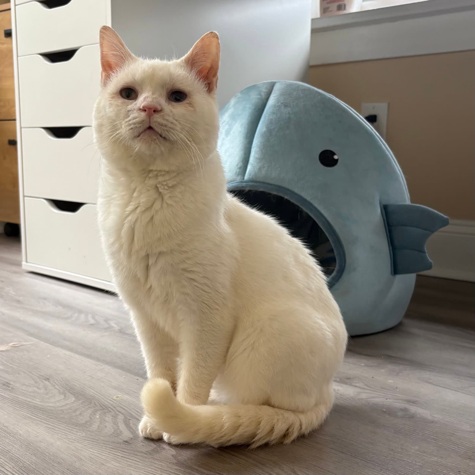 Silas - Domestic Short Hair
