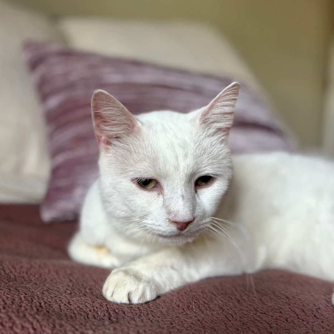 Earl Bonded To Floyd - Domestic Short Hair