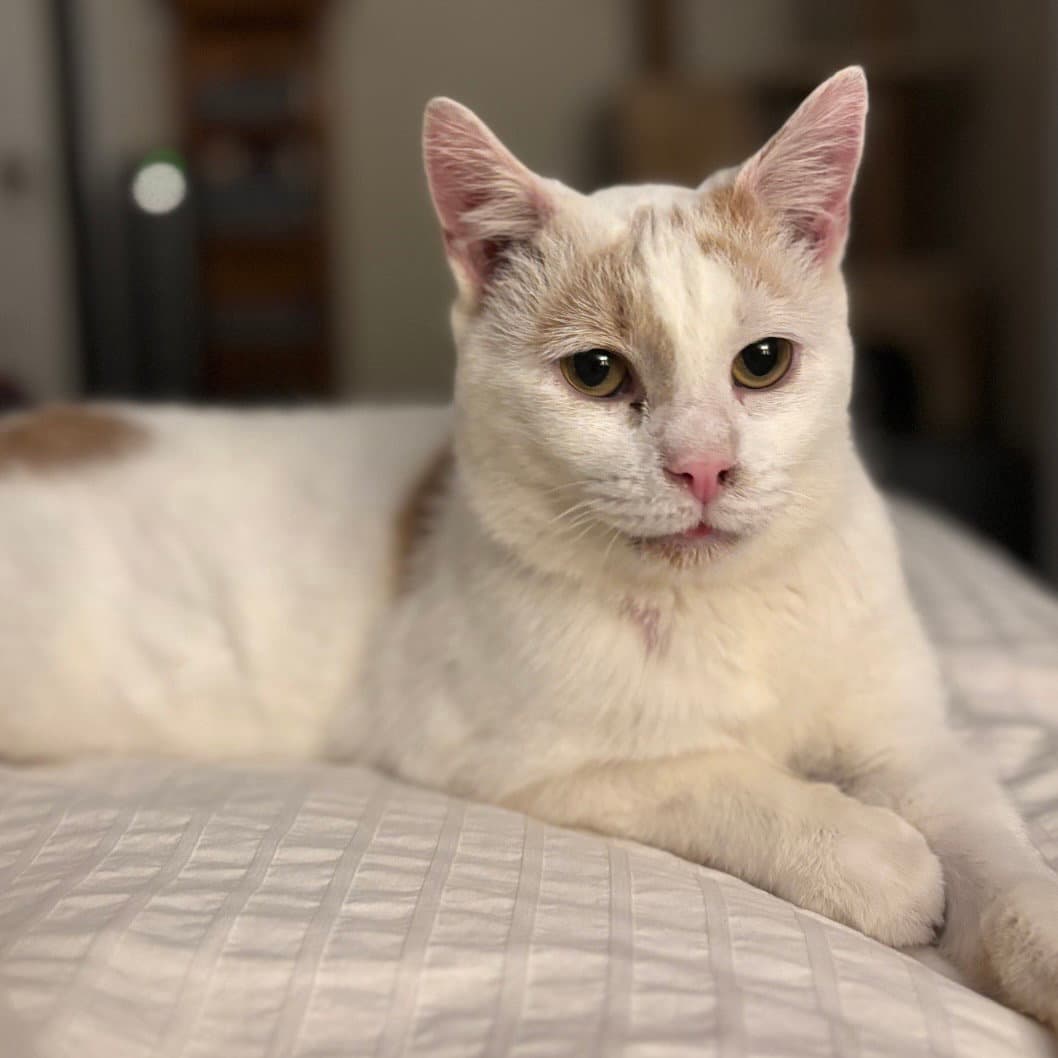 Floyd Bonded To Earl - Domestic Short Hair