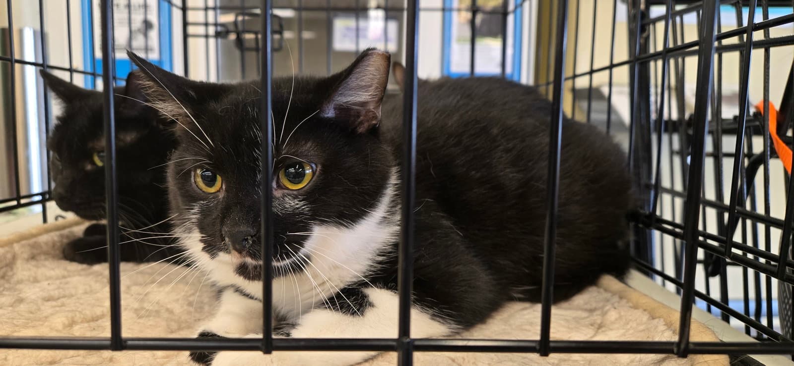 Anemone - Domestic Short Hair