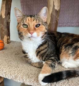 Tonks - Kbc image 1
