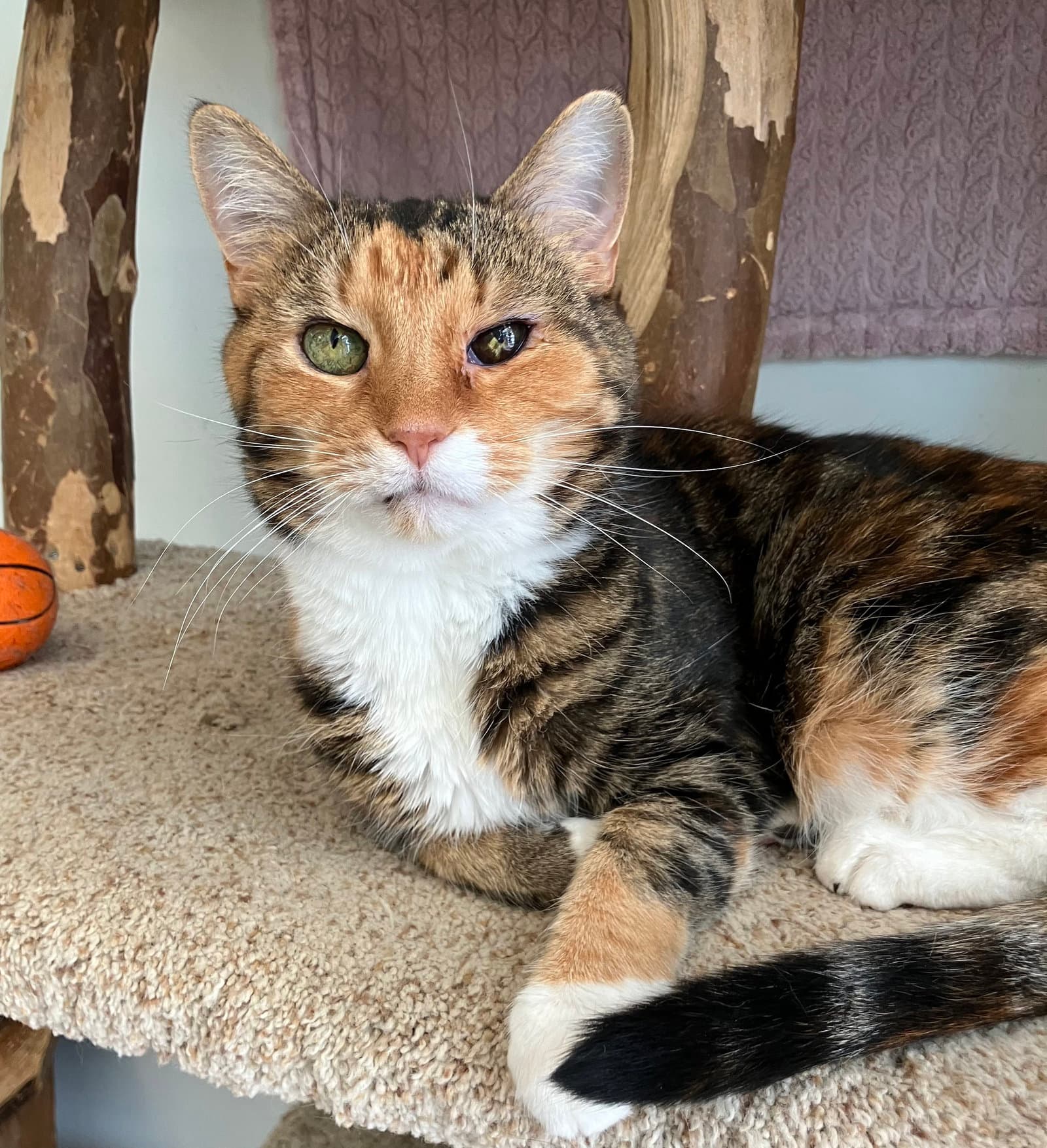 Tonks - Kbc - Calico