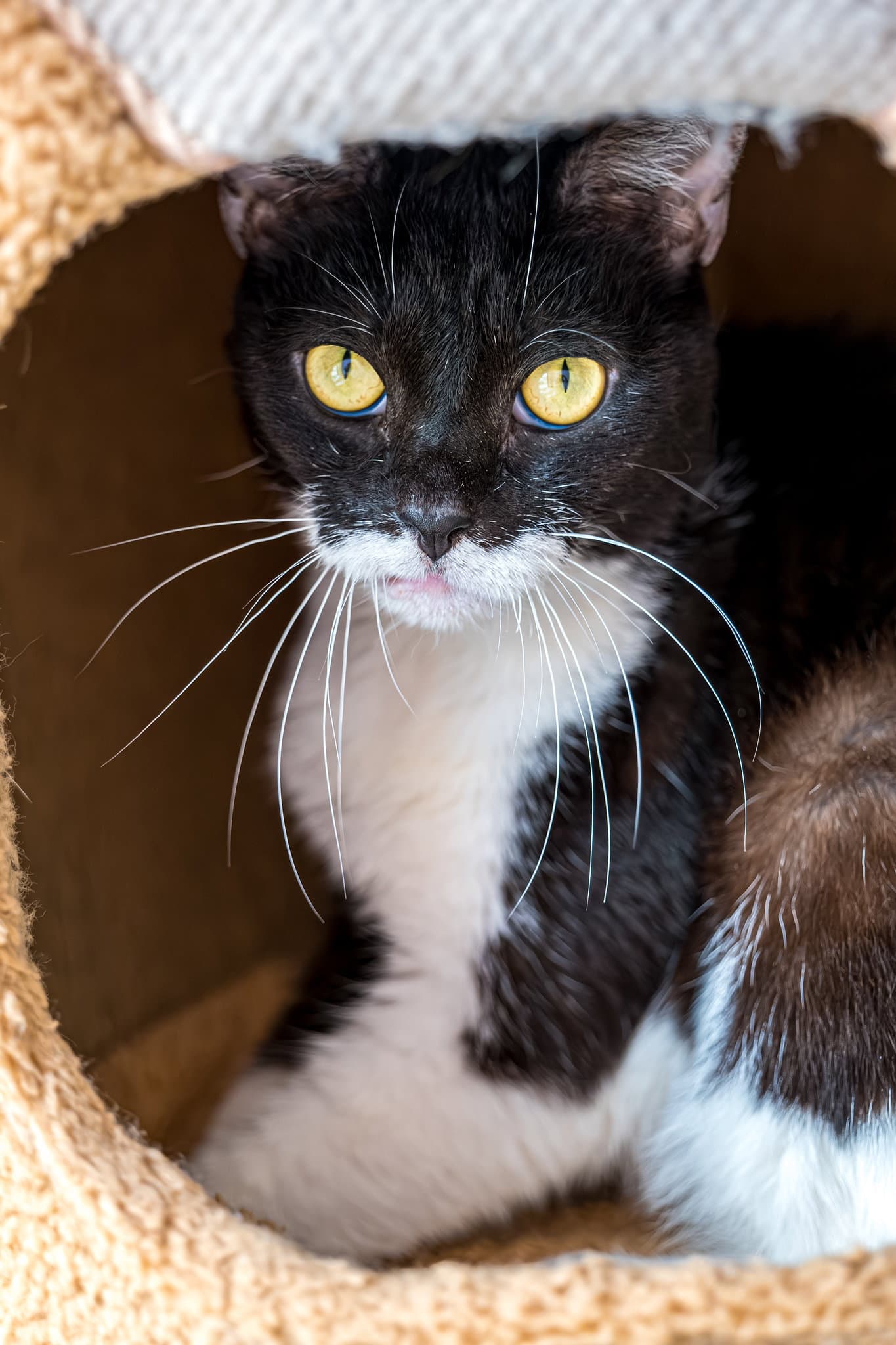 Weyland Bonded To Yutani - Kbc - Domestic Short Hair