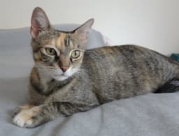 Jo Jo image 1